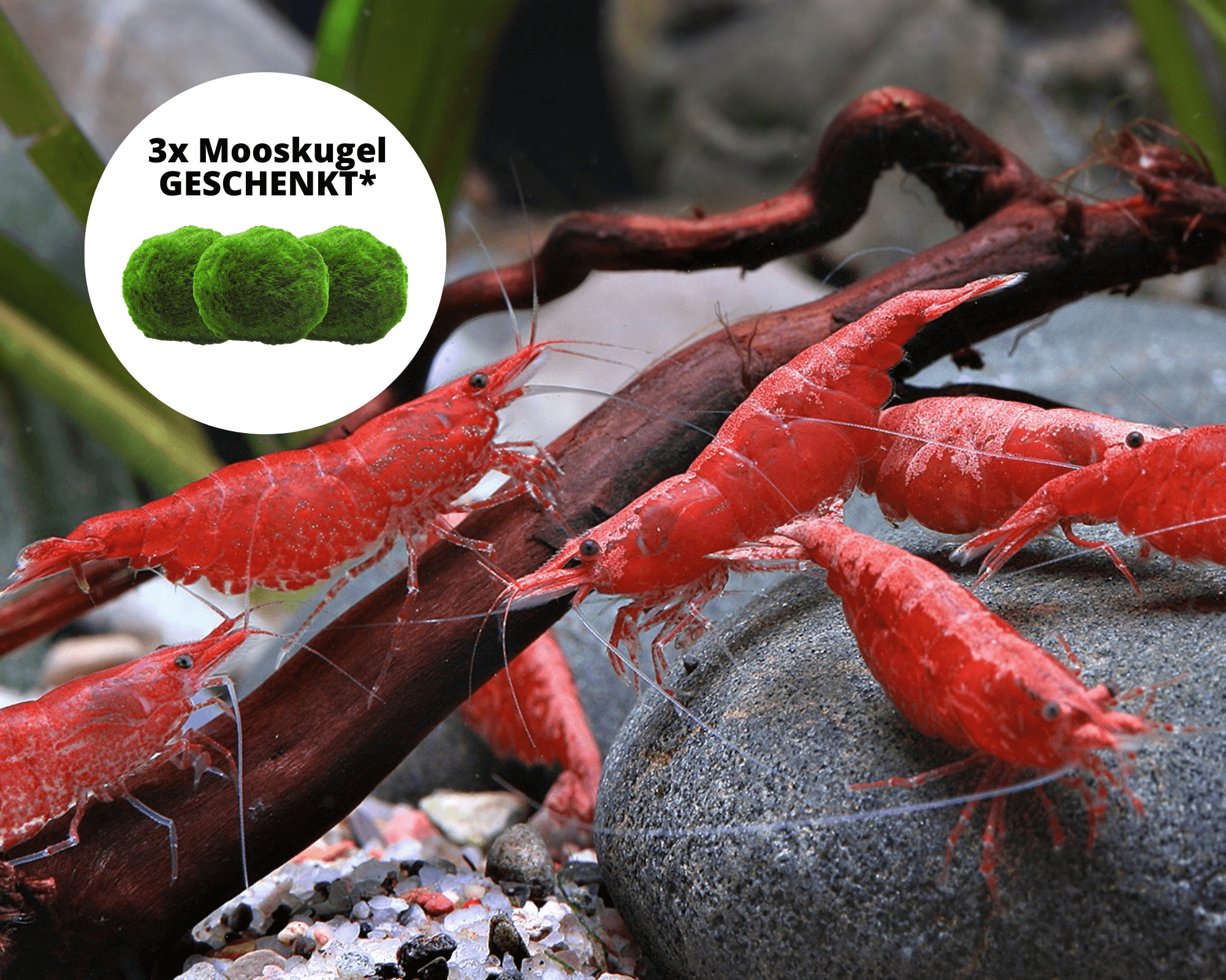 Neocaridina Shrimp Care Guide